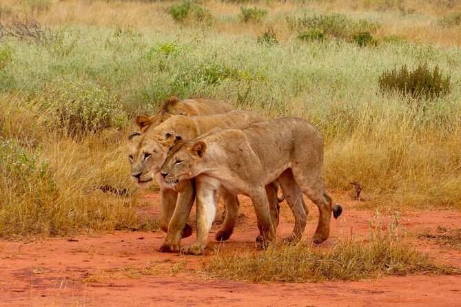 Full-Day Private Tour of Tsavo East National Park From Mombasa