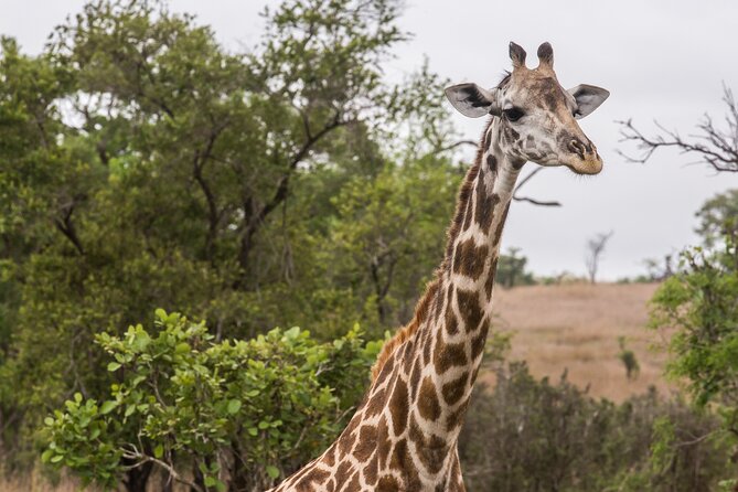 Full-Day Safari Tour From Mikumi National Park of Zanzibar