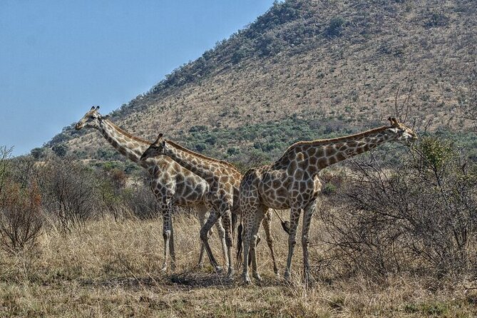 Full-Day Shared Kruger National Park Safari From Hoedspruit