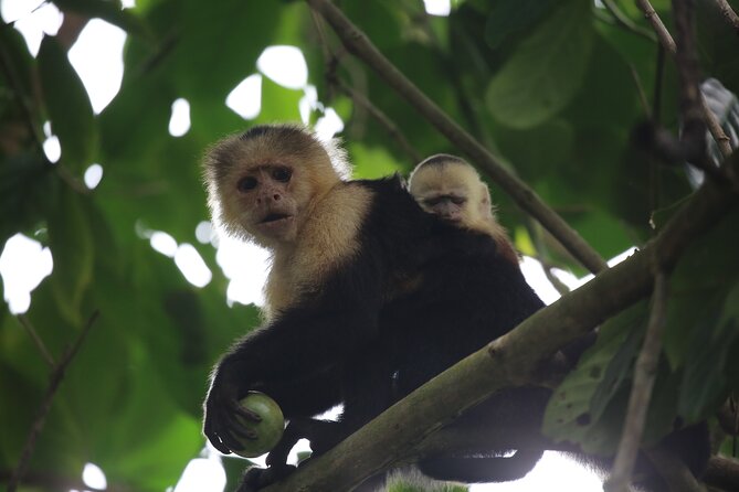 Full Day Tour in Corcovado National Park