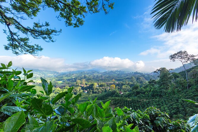 Full Day Tour of Cocora Valley, Salento, and Coffee Farm Tour (from Pereira)