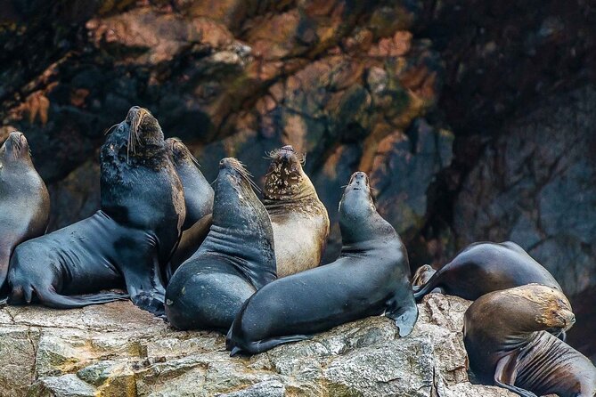 Full Day Tour to Visit Ballestas Islands and Paracas Reserve - Visiting Paracas National Reserve