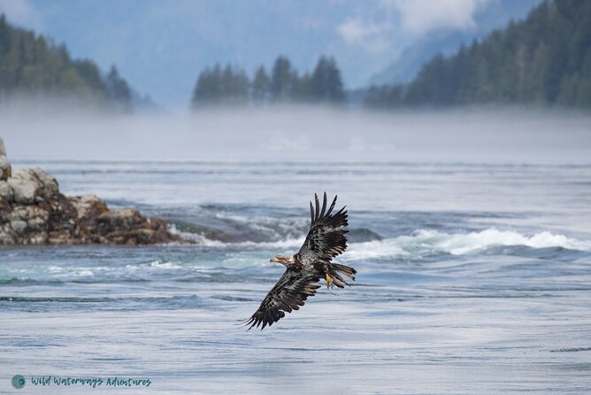 Full Day Whale Watching Campbell River - Tour Schedule and Meeting Point