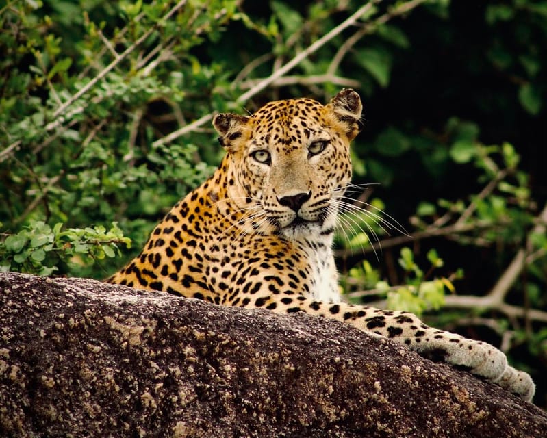 Full-Day Wild Safari in Kumana National Park - Itinerary and Activities