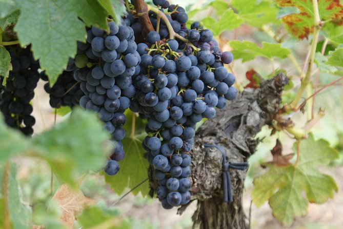 Full-Day Wine Tour in Saint-Emilion (Premium Sedan)