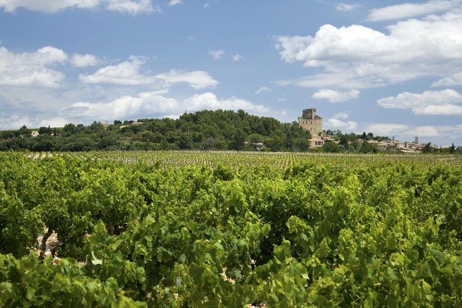 Full Private Day Avignon Chateuneuf Du Pape Wine Tasting