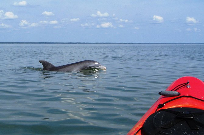 2 Best Dolphin Watching Tours In Cape Canaveral