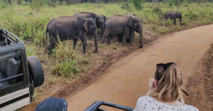 Galle: Yala National Park Safari With Hotel Pickup