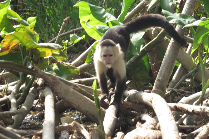 Gatun Lake Boat Tour and Jungle Wildlife at Soberania Park - Exploring Gatun Lakes Captivating Waterways