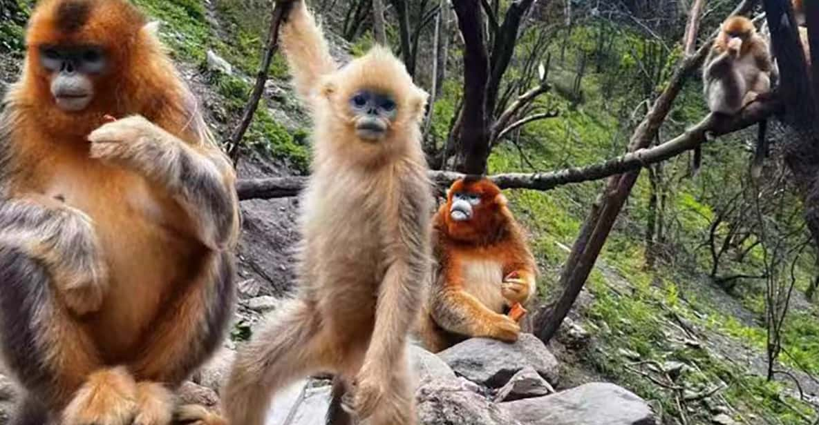 Get Close to the Agility of the Golden Snub-Nosed Monkey - Itinerary Details