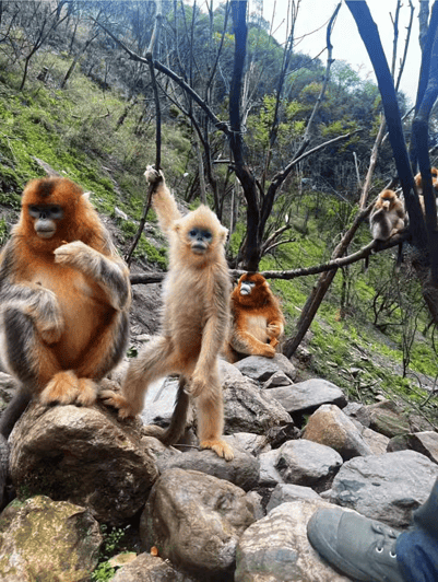 Get Close to the Agility of the Golden Snub-Nosed Monkey - Highlights and Experiences