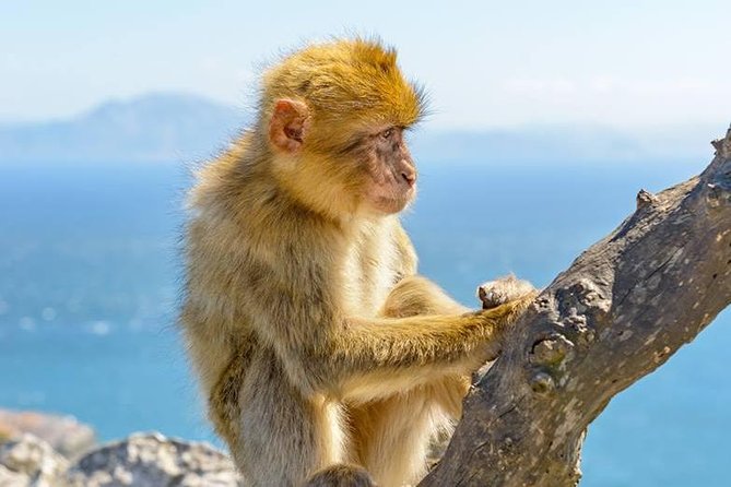 Gibraltar Inside Out Standard Tour 1.45hrs
