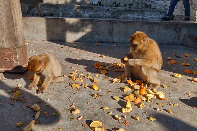 Gibraltar Sightseeing Tour With Monkeys and Panoramic Views