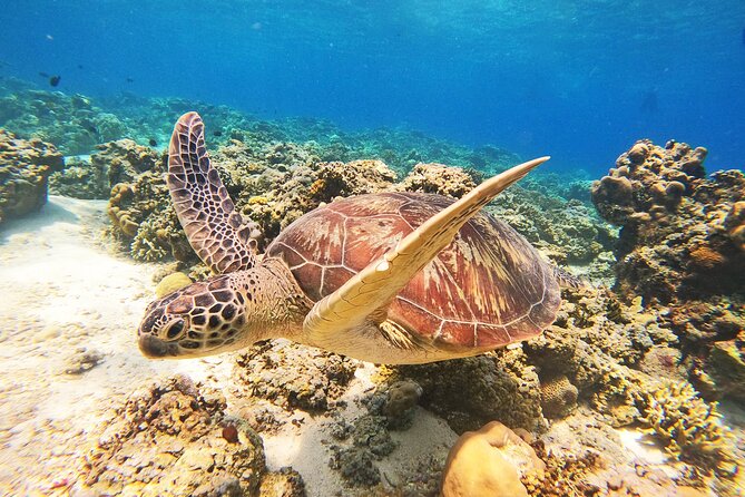 Gili Trawangan: Shared Gili Islands Snorkeling Tour