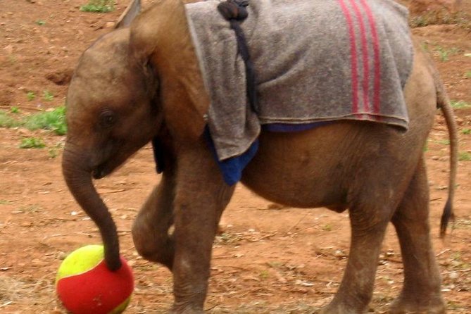 Giraffe Center & Elephant Orphanage Guided Day Tour