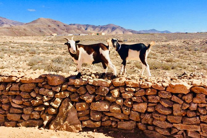 Goat Trekking Fuerteventura