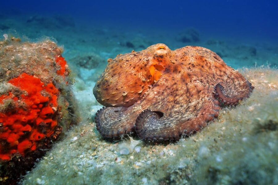 Gran Canaria: 3-Day Open Water Diver Course