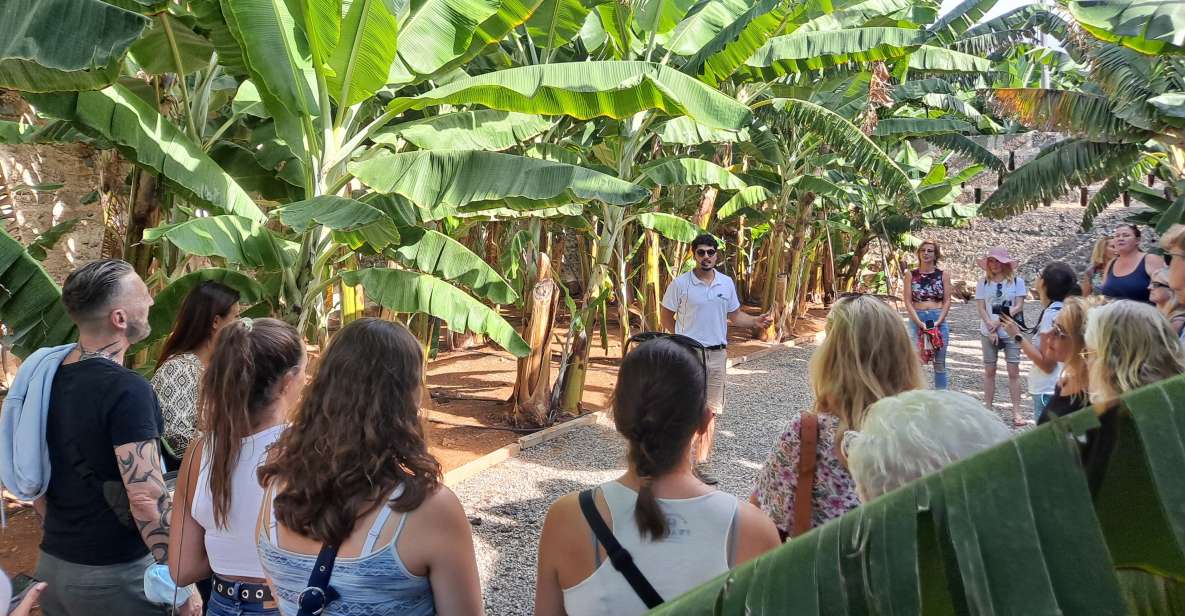 Gran Canaria: Banana World Guided Tour & Tasting - Tour Overview and Pricing