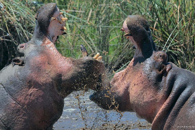 Group Safari 7 Days in Tanzanias Main Parks