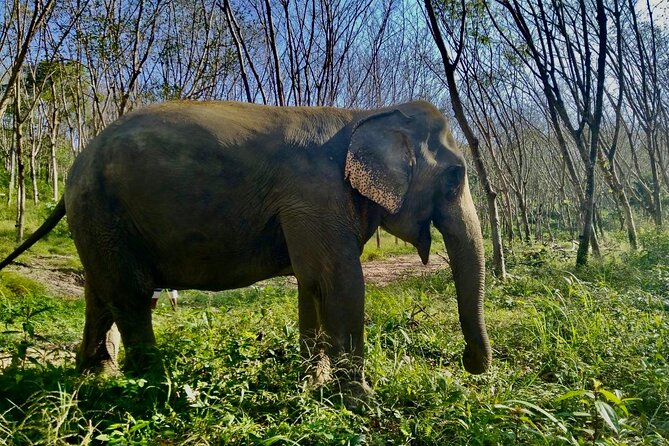 Guide Tour to Khaolak Elephant Sanctuary in Small Group - Experience Highlights