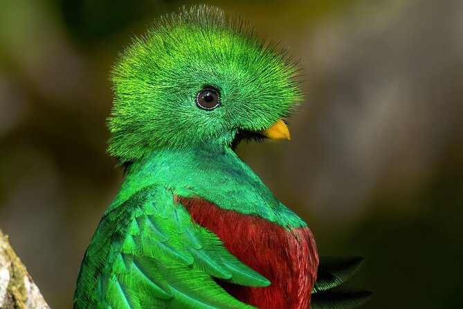 Guided Bird Watching Tour in Monteverde