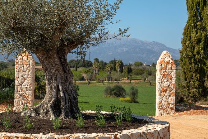 Guided Tour and Olive Oil Tasting in Mallorca