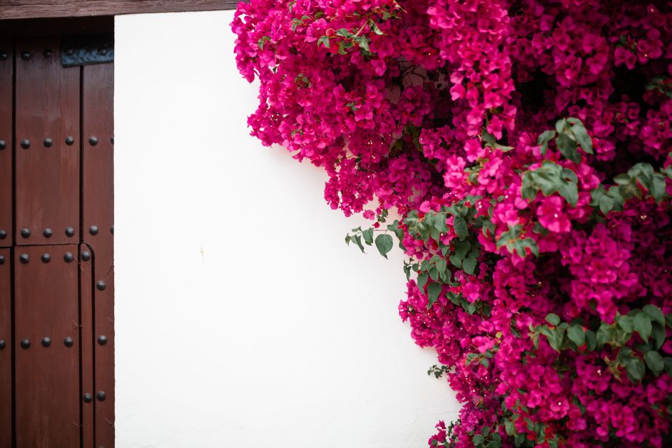 Guided Tour in Spanish to the Courtyards of Córdoba - Tour Overview