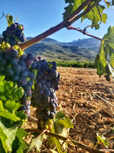 Guided Tour of Bodegas J.F. Iradier, Rioja Alavesa - Tour Overview and Duration