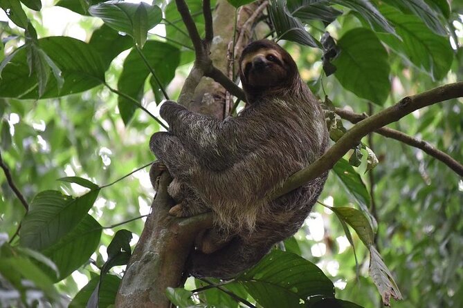 Guided Tour to the Animal Rescue Center in San José (Sloth Tour)