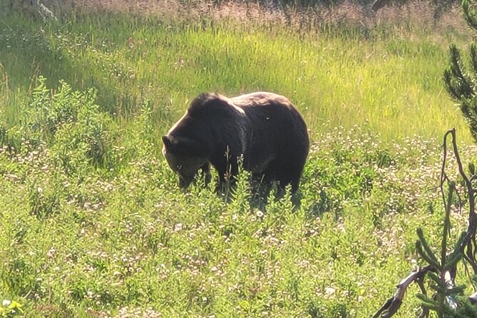 3 Best Guided Tours In Cody