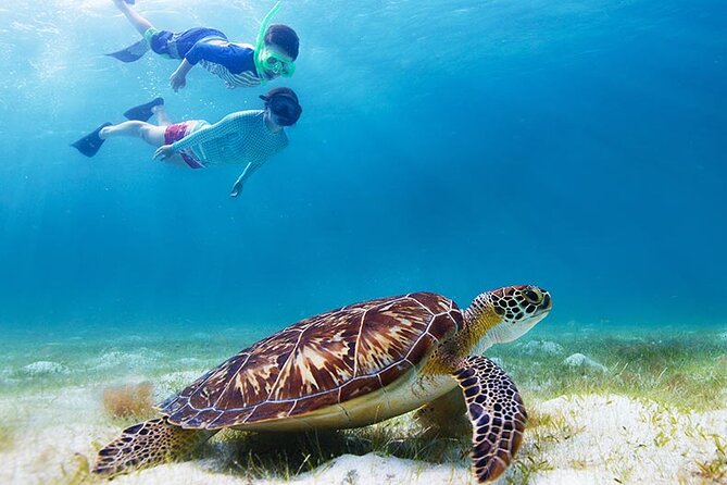 Half-Day at Green Cay Bahamas Snorkeling With Turtles