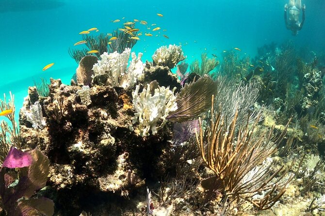 Half Day Exotic Private Charter Rose Island, Pigs and Turtles
