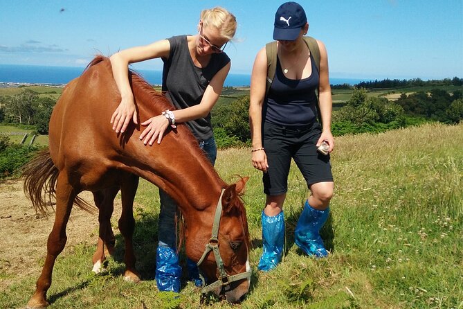 Half-Day Farm Visit and Cow Milking Experience