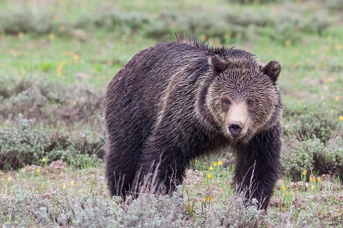 Half-Day Grand Teton Wildlife Safari Private Tour