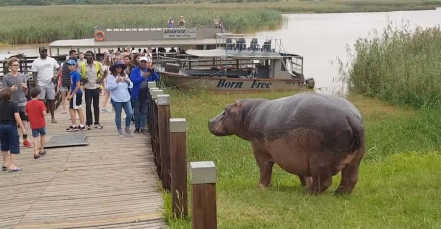 Half Day Hippo Boat Safari Isimangaliso Wetlands From Durban