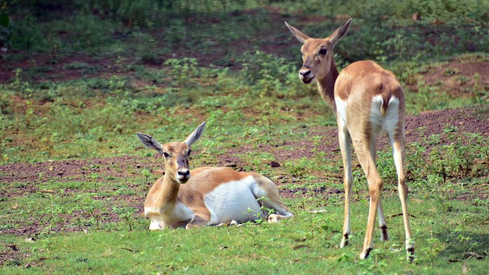 Half Day in Yala Safari - Activity Overview