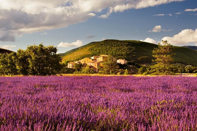 Half Day Lavender Road in Sault From Avignon