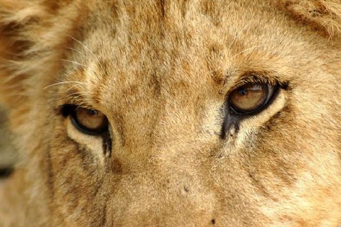 Half Day Lion Park Tour From Johannesburg or Pretoria