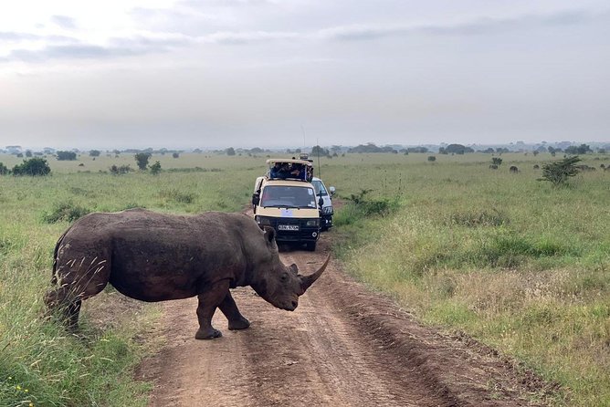 Half-Day Nairobi National Park Safari From Nairobi With Free Pickup