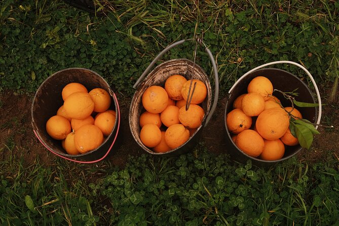 Half-Day-Orange Picking &Jam Cooking/Lunch With the Orange Farmer - Inclusions