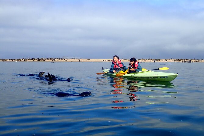 Half Day Original Seal Kayak Adventure, Pelican Point, Walvis Bay