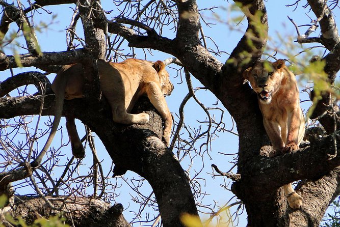 Half Day Safari Tour From Durban