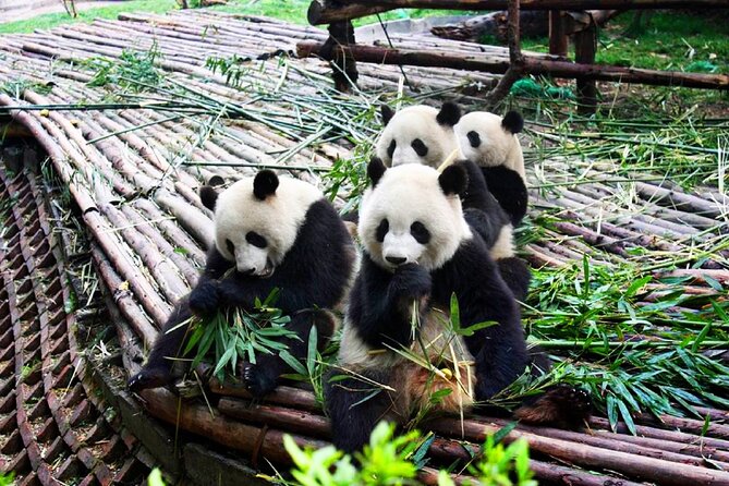 Half-Day Tour at Chengdu Panda Breeding Research Base