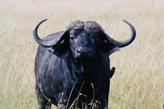 Half Day Tour in Nairobi National Park Safari