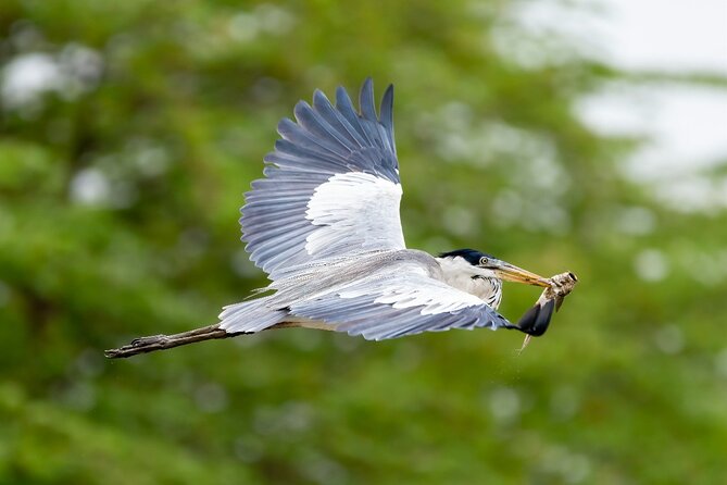 Half Day Tour Mangroves Estuary and Bird Watching From Guayaquil