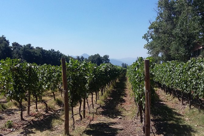 Half Day Trip to Cousiño Macul Vineyard From Santiago – Wine Tasting Included