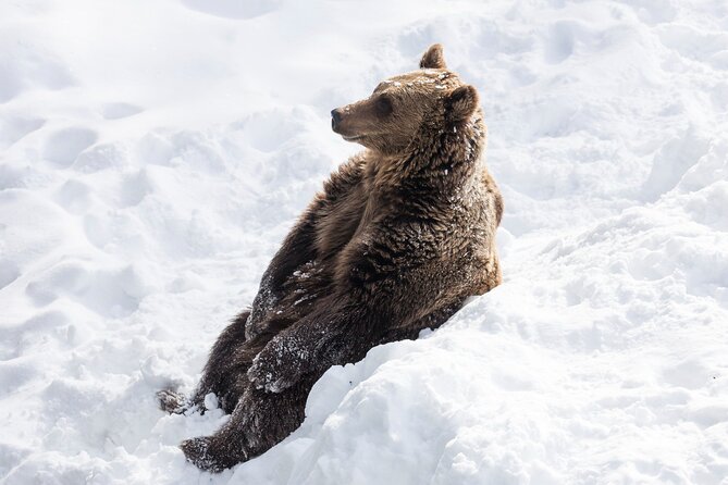 Half-Day Trip to Ranua Wildlife Park From Rovaniemi
