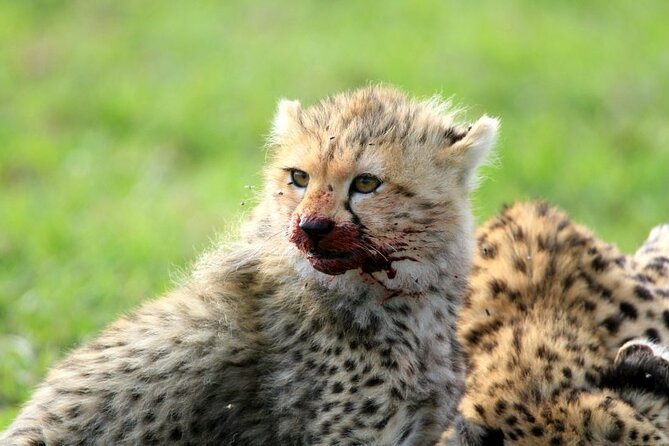 Half Day Wildlife Tour to Nairobi National Park Game Drive With Pickup/Drop off