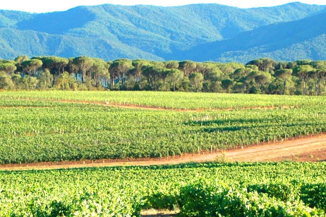 Half Day Wine Tour Around Sainte Victoire From Aix En Provence