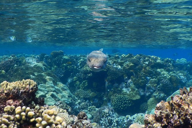 Hamata and Qulaan Islands Snorkeling Sea Trip With Transfer, Lunch - Marsa Alam